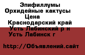 Эпифиллумы (Орхидейные кактусы) › Цена ­ 200 - Краснодарский край, Усть-Лабинский р-н, Усть-Лабинск г.  »    